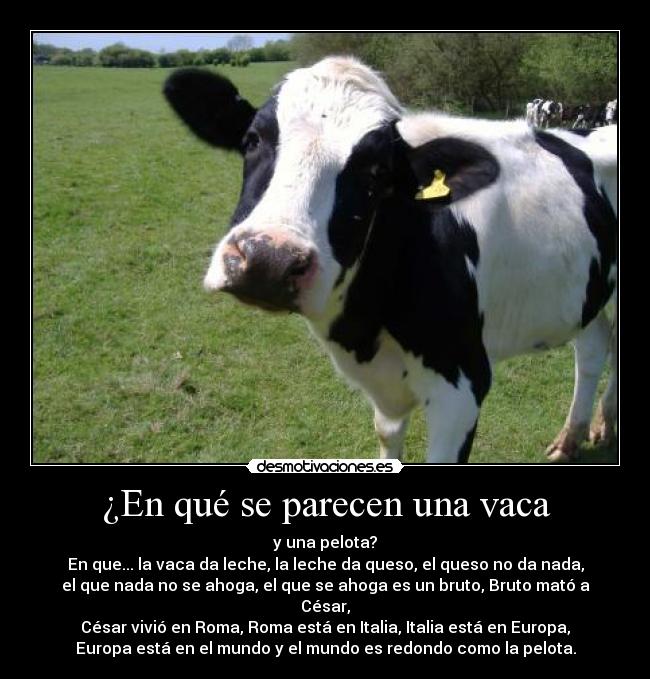 ¿En qué se parecen una vaca - 