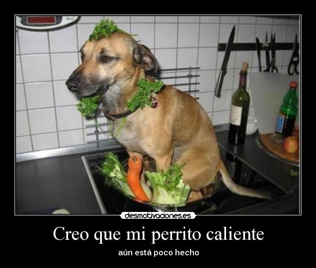 Creo que mi perrito caliente -