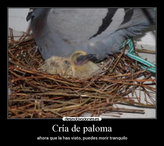 Cría de paloma - ahora que la has visto, puedes morir tranquilo