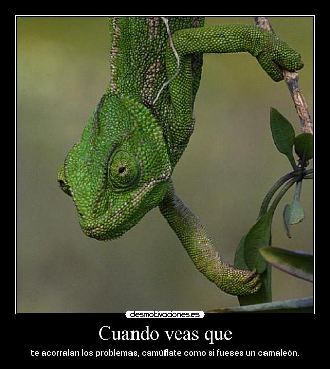 Cuando veas que - te acorralan los problemas, camúflate como si fueses un camaleón.