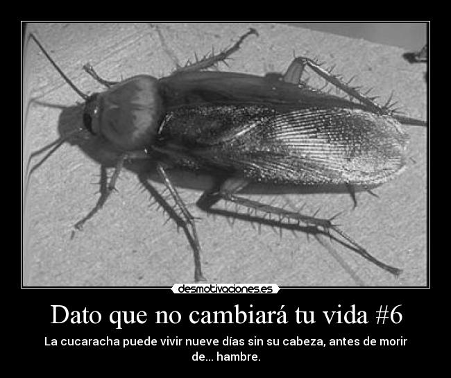 Dato que no cambiará tu vida #6 - La cucaracha puede vivir nueve días sin su cabeza, antes de morir de... hambre.