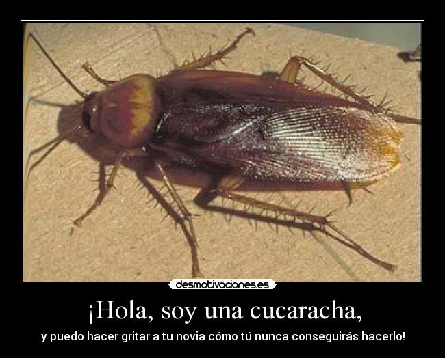 ¡Hola, soy una cucaracha, -