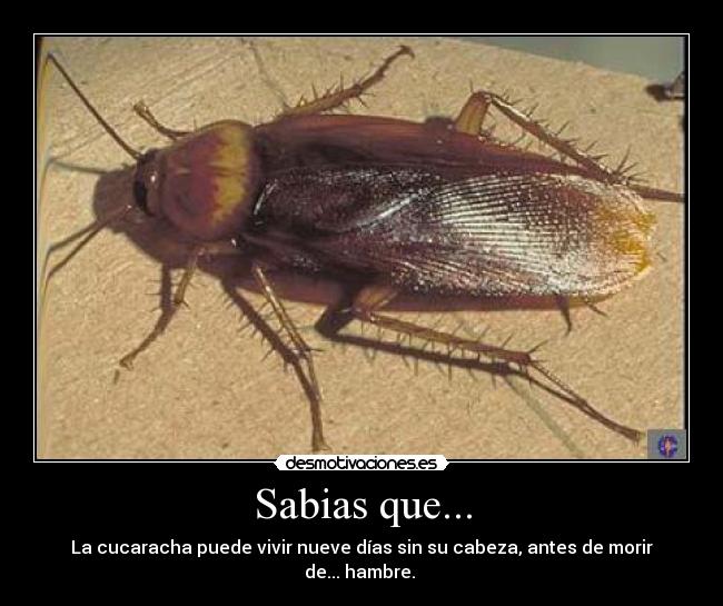 Sabias que... - La cucaracha puede vivir nueve días sin su cabeza, antes de morir de... hambre. 