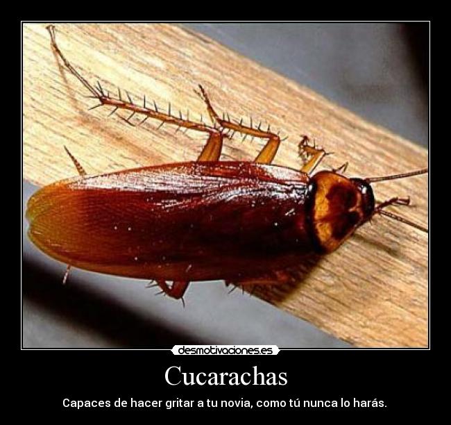 Cucarachas - 