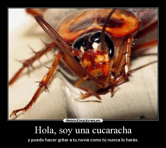 Hola, soy una cucaracha - y puedo hacer gritar a tu novia como tú nunca lo harás.