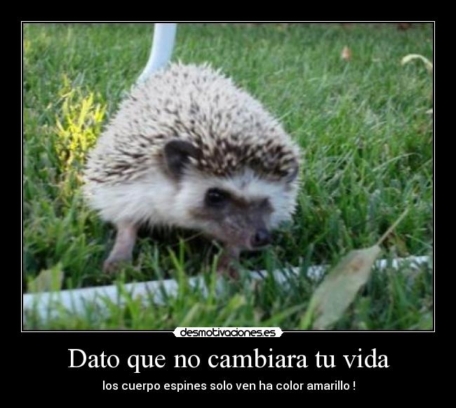 Dato que no cambiara tu vida -