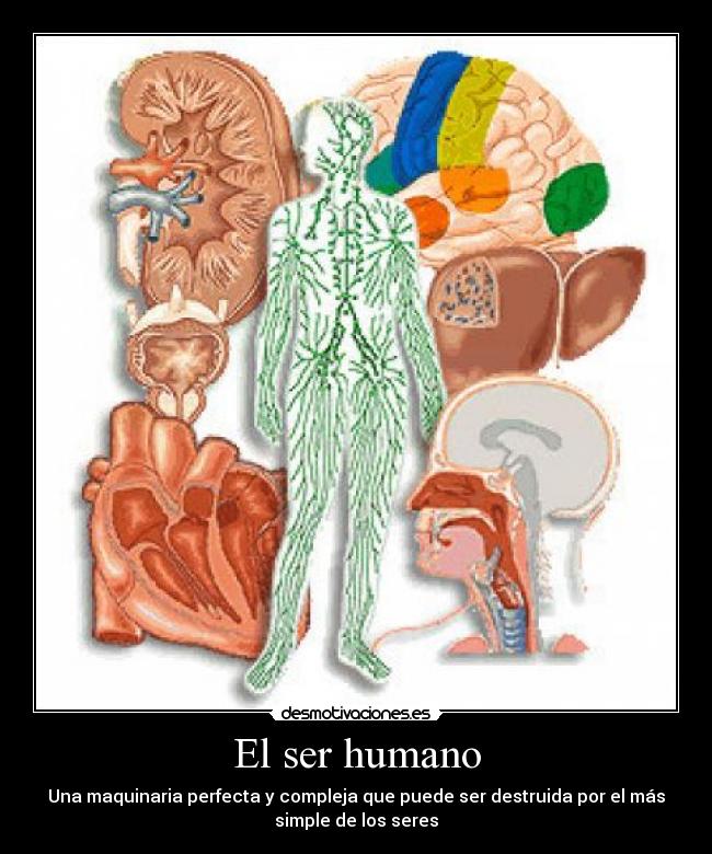 El ser humano - Una maquinaria perfecta y compleja que puede ser destruida por el más
simple de los seres