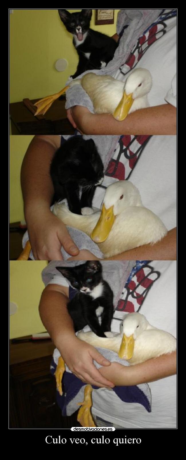 Culo veo, culo quiero - 