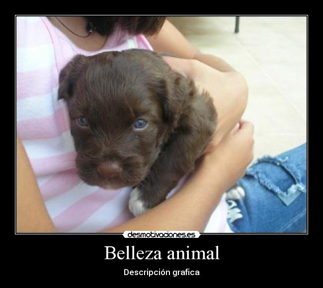 Belleza animal -