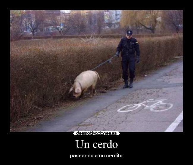 Un cerdo -