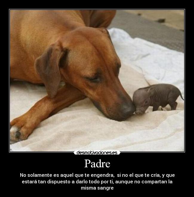 Padre -