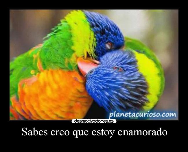 Sabes creo que estoy enamorado - 