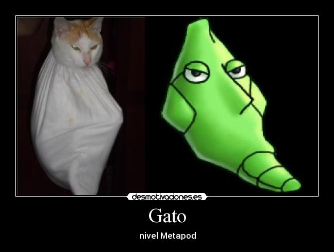 Gato - nivel Metapod