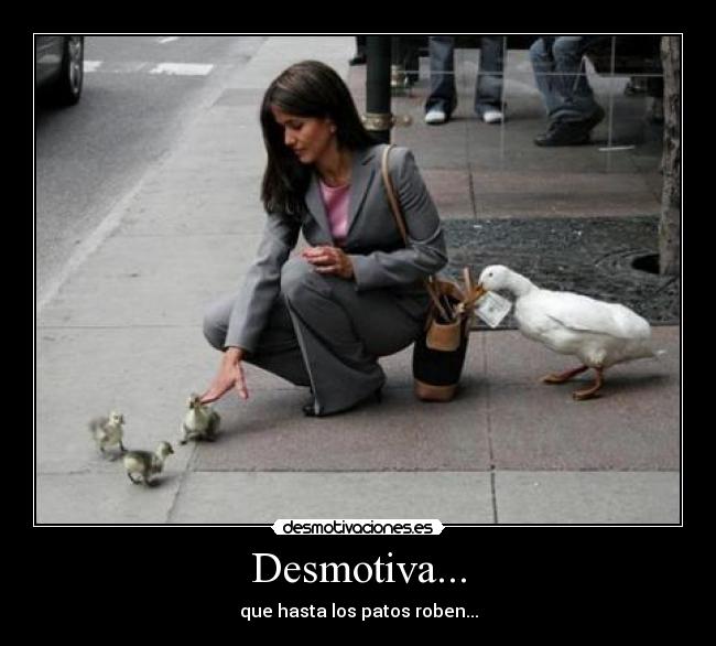 Desmotiva... - que hasta los patos roben...