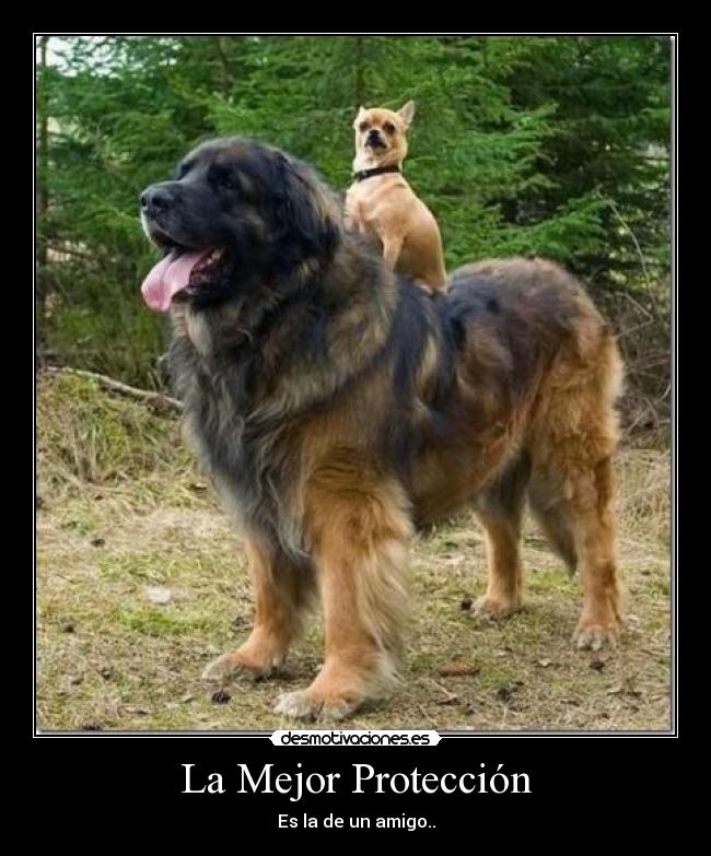 carteles proteccion amistad desmotivaciones