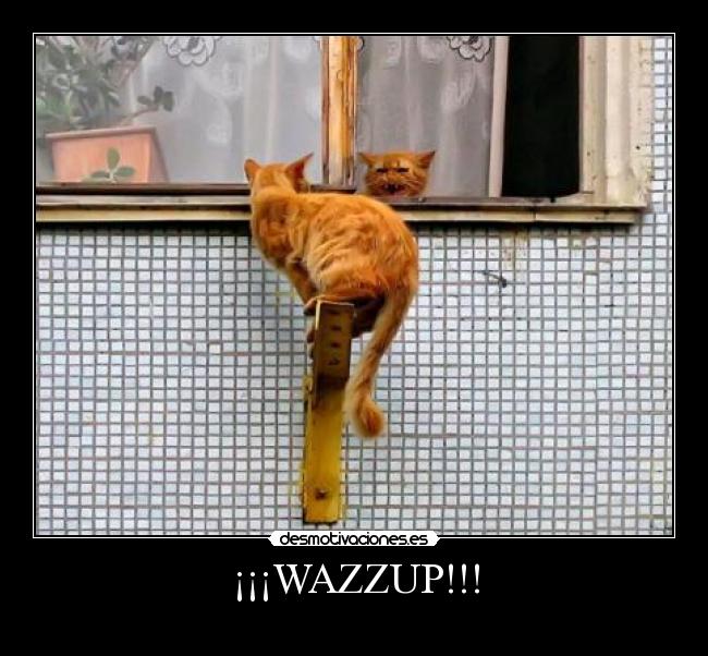 ¡¡¡WAZZUP!!! -