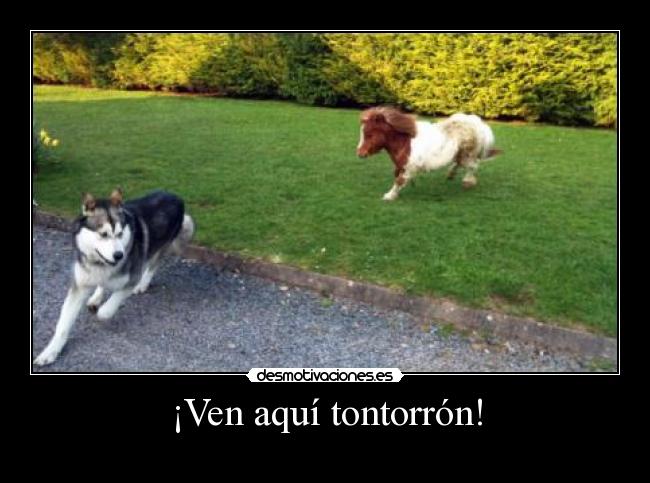 ¡Ven aquí tontorrón! -