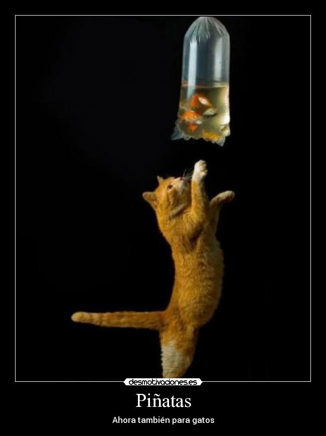 Piñatas - Ahora también para gatos