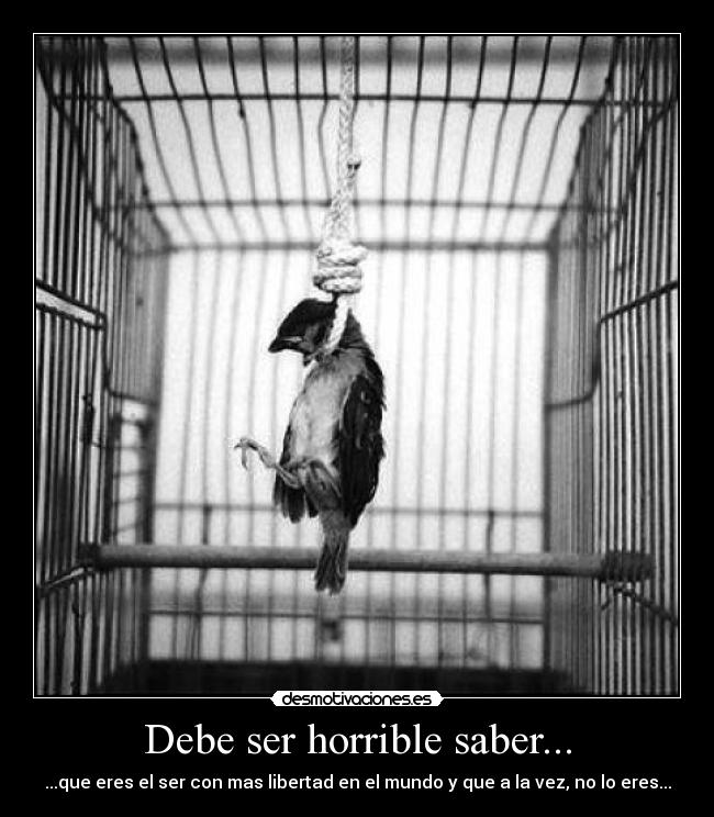 carteles dreadk elclanviral bollicao pobres pajaritos dejenlos libres ponganse lugar paz desmotivaciones