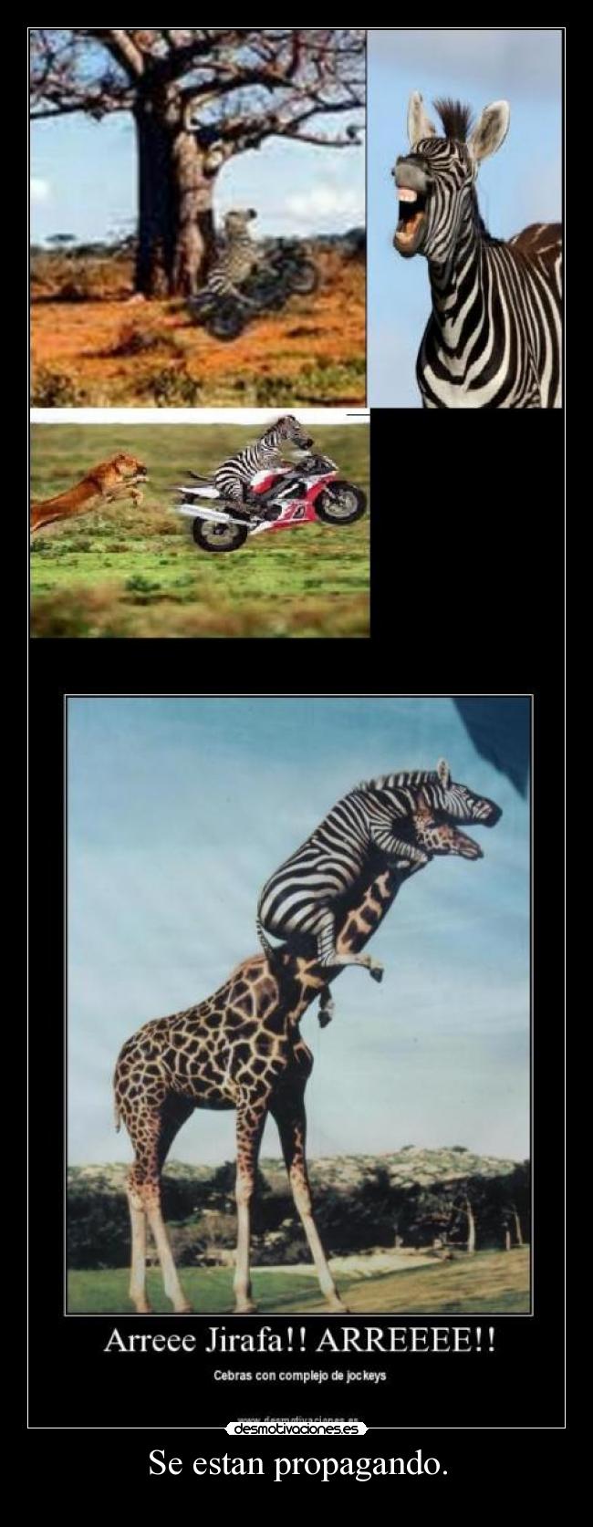 carteles cebras desmotivaciones