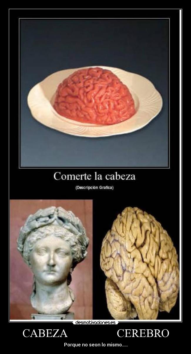 CABEZA CEREBRO - Porque no seon lo mismo.....