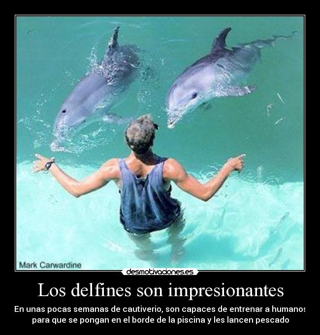 Los delfines son impresionantes - En unas pocas semanas de cautiverio, son capaces de entrenar a humanos
para que se pongan en el borde de la piscina y les lancen pescado