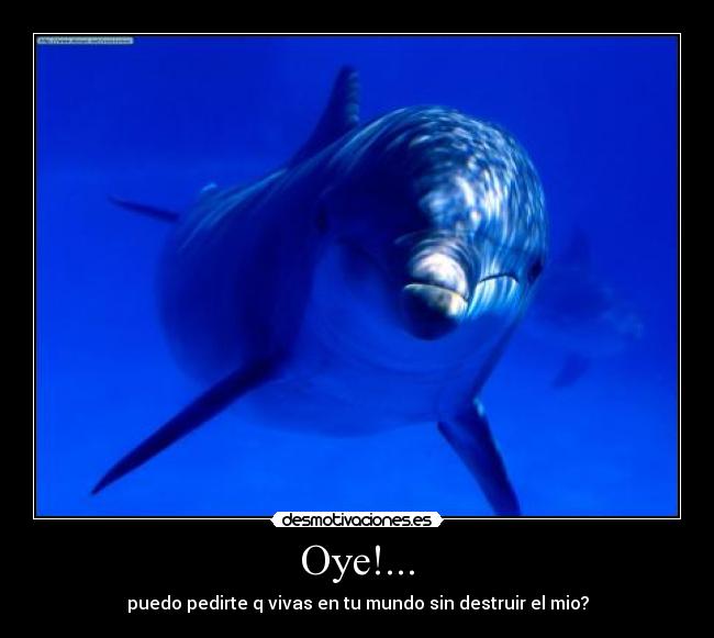 Oye!... -