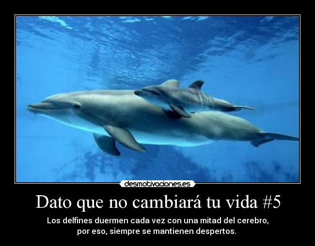 Dato que no cambiará tu vida #5 - Los delfines duermen cada vez con una mitad del cerebro,
por eso, siempre se mantienen despertos. 