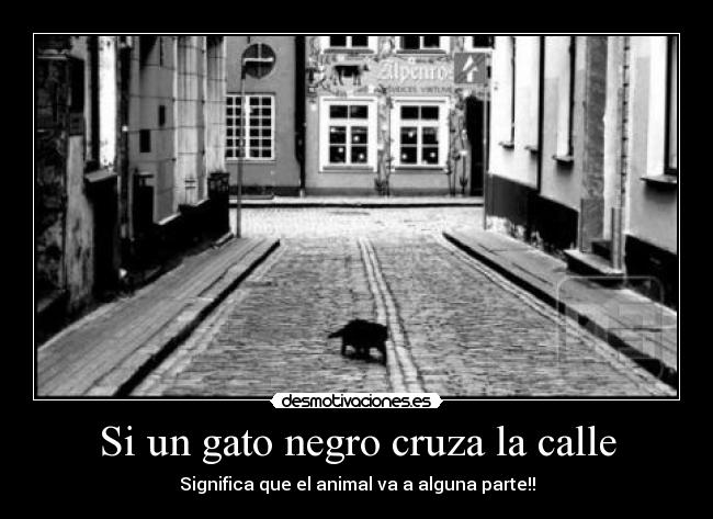 Si un gato negro cruza la calle - Significa que el animal va a alguna parte!!