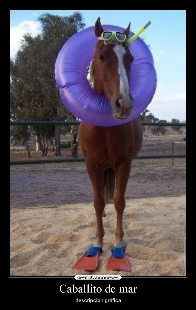 Caballito de mar - descripción gráfica