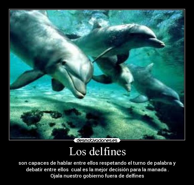 carteles delfines desmotivaciones
