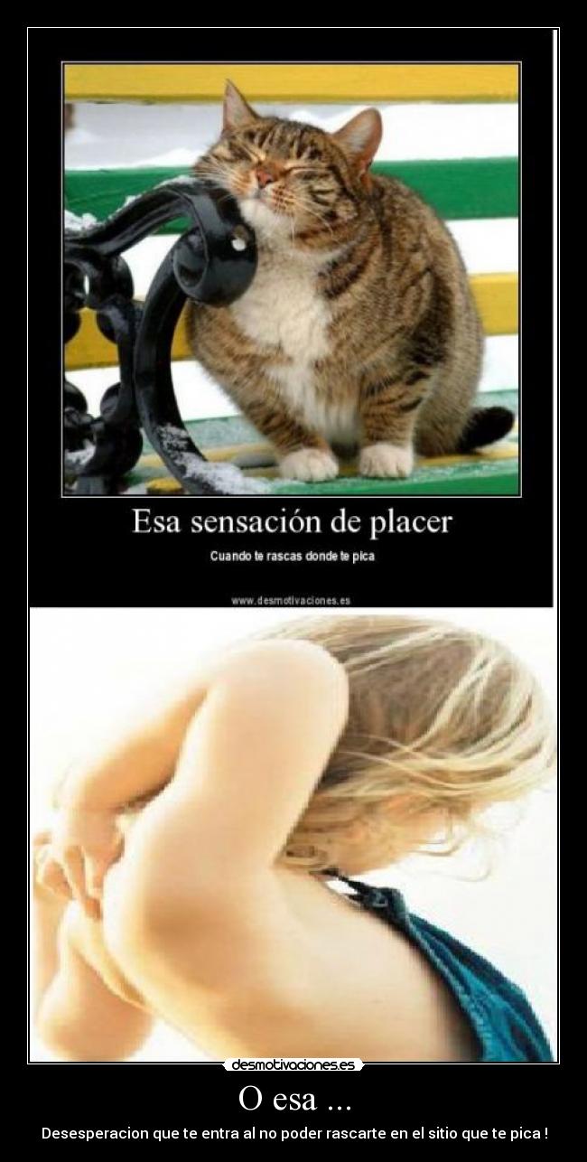 O esa ... - Desesperacion que te entra al no poder rascarte en el sitio que te pica !