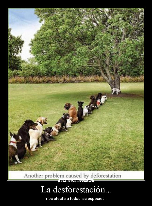 La desforestación... - nos afecta a todas las especies.