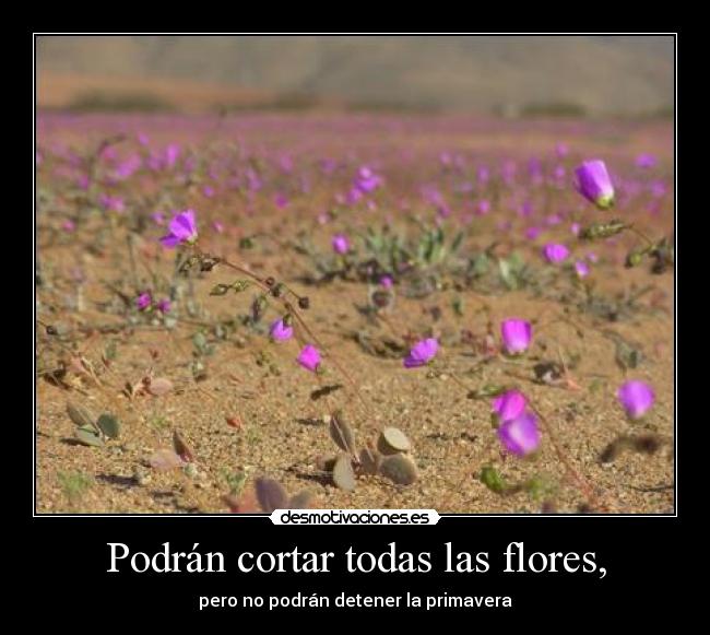 Podrán cortar todas las flores, -