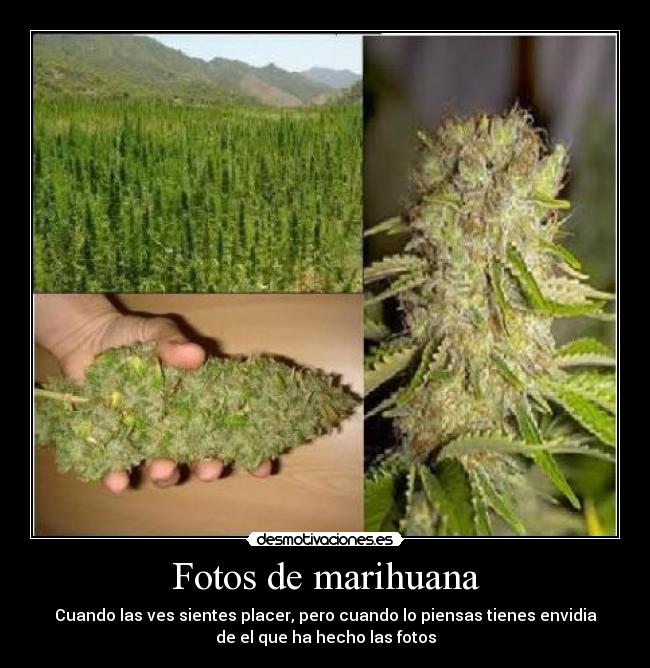 Fotos de marihuana - Cuando las ves sientes placer, pero cuando lo piensas tienes envidia
de el que ha hecho las fotos