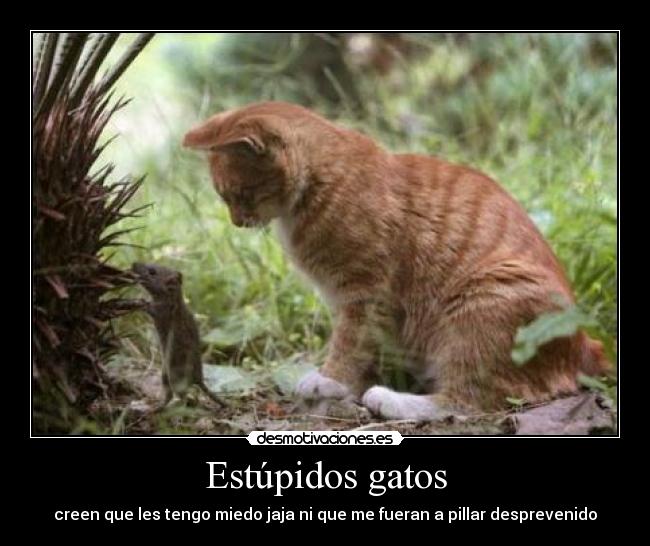 GATOS ESTUPIDOS COM gatos estupidos com: