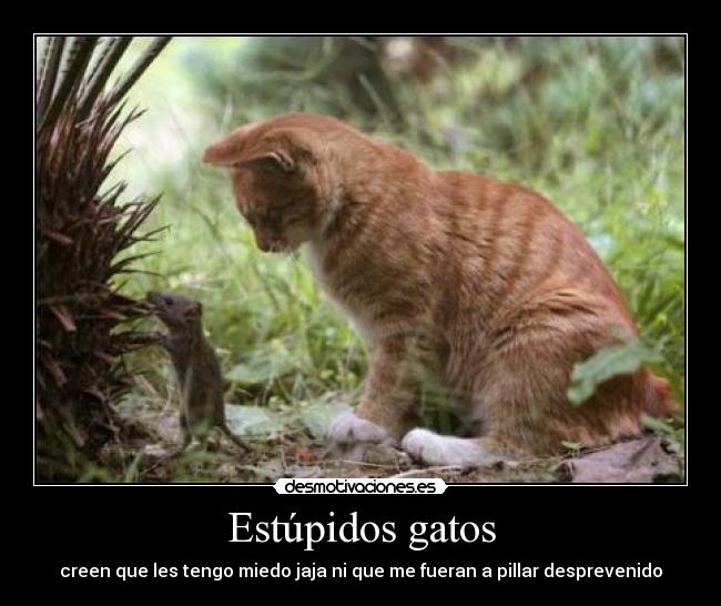 Estúpidos gatos - creen que les tengo miedo jaja ni que me fueran a pillar desprevenido