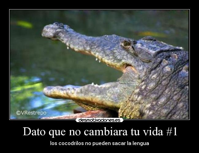 Dato que no cambiara tu vida #1 - los cocodrilos no pueden sacar la lengua
