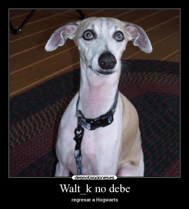 Walt_k no debe - regresar a Hogwarts