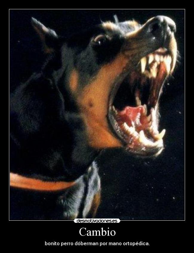 Cambio - bonito perro dóberman por mano ortopédica.