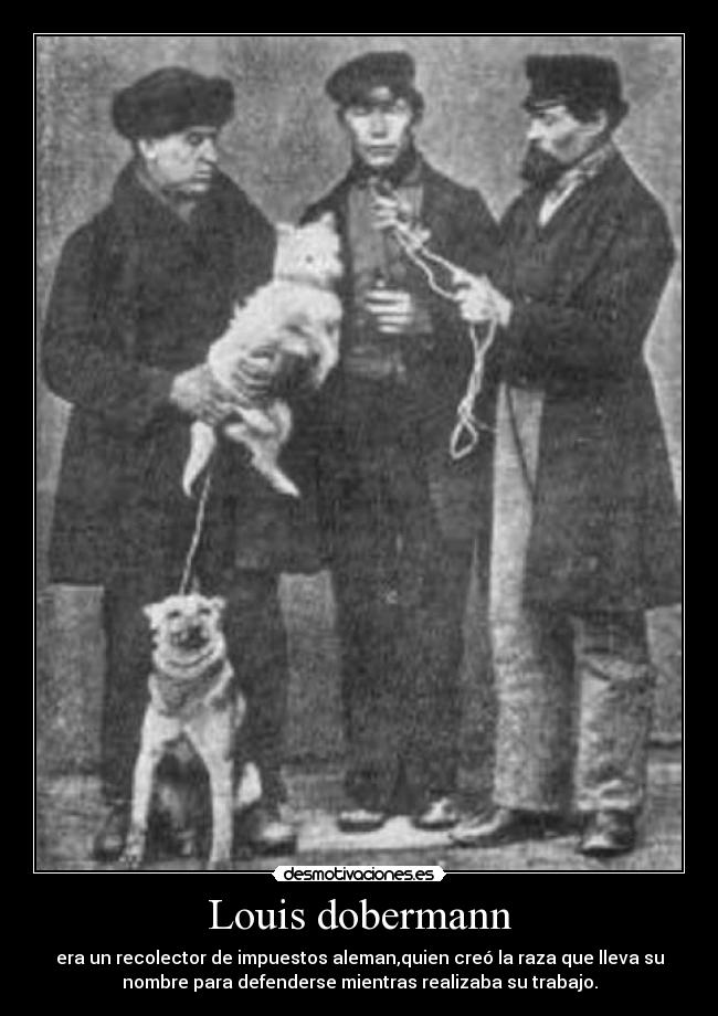 Louis dobermann - 