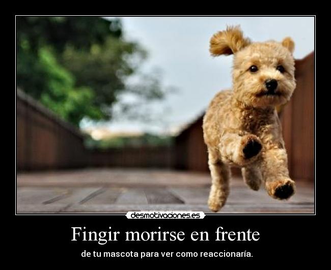  Fingir morirse en frente  - 