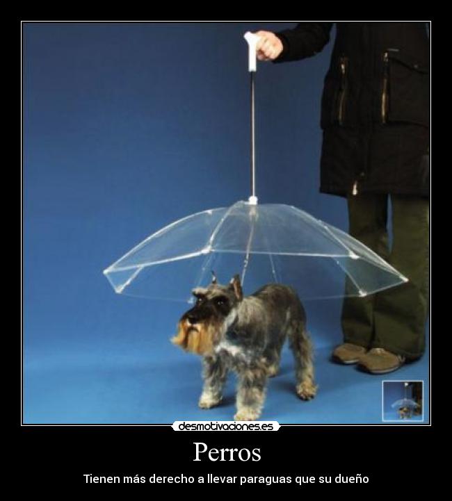 Perros - 