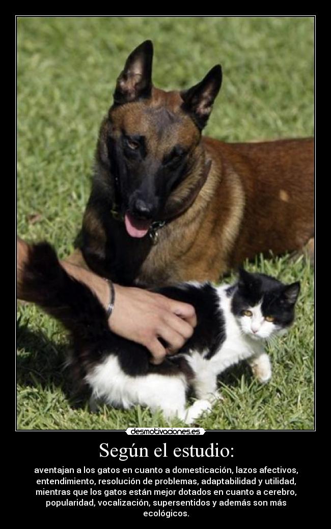 Según el estudio: - aventajan a los gatos en cuanto a domesticación, lazos afectivos,
entendimiento, resolución de problemas, adaptabilidad y utilidad,
mientras que los gatos están mejor dotados en cuanto a cerebro,
popularidad, vocalización, supersentidos y además son más
ecológicos.