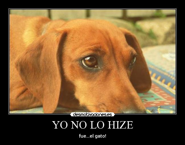 YO NO LO HIZE - fue...el gato!