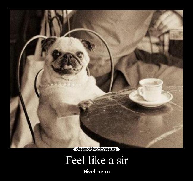 Feel like a sir - Nivel: perro