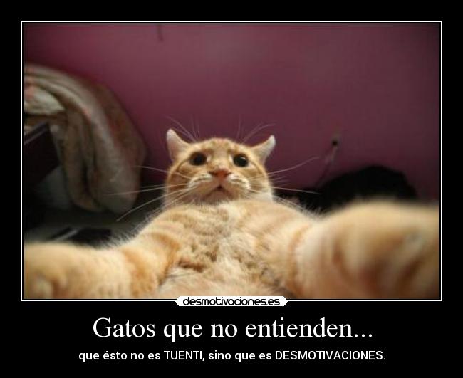 Gatos que no entienden... - 
