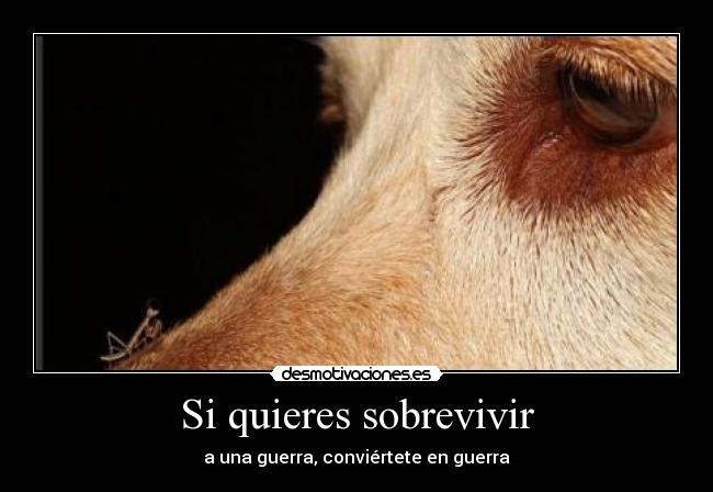 Si quieres sobrevivir - a una guerra, conviértete en guerra