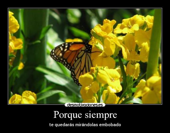 Porque siempre - te quedarás mirándolas embobado