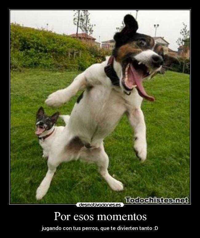 Por esos momentos - jugando con tus perros, que te divierten tanto :D